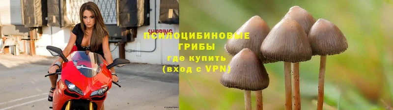 Галлюциногенные грибы Psilocybine cubensis  Кизляр 